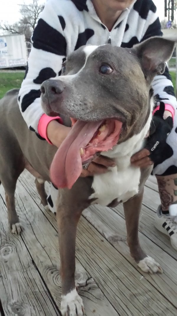 Safe Pit Bull in Raymore, MO