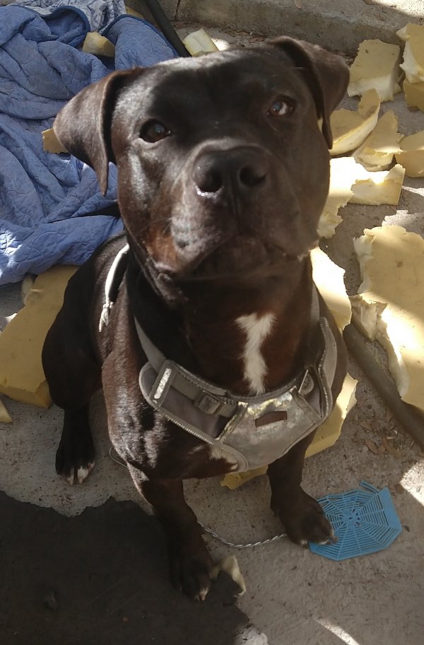 Safe Pit Bull in Los Angeles, CA