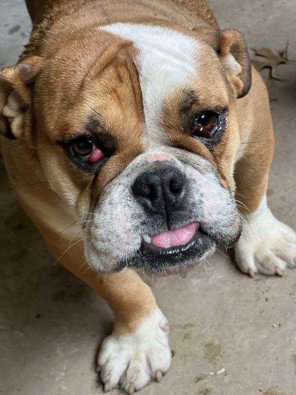 Found English Bulldog in Dallas, TX US