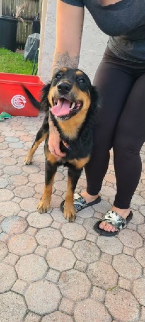 Found Dog in Fort Lauderdale, FL US