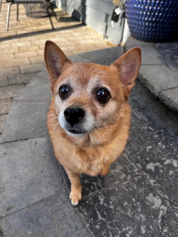 Found Chihuahua in Everett, WA US