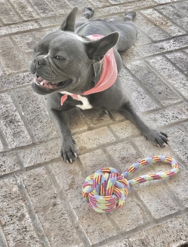 Reunited Lost French Bulldog in Manvel, TX US