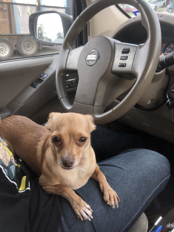 Found Chihuahua in Dallas, TX US