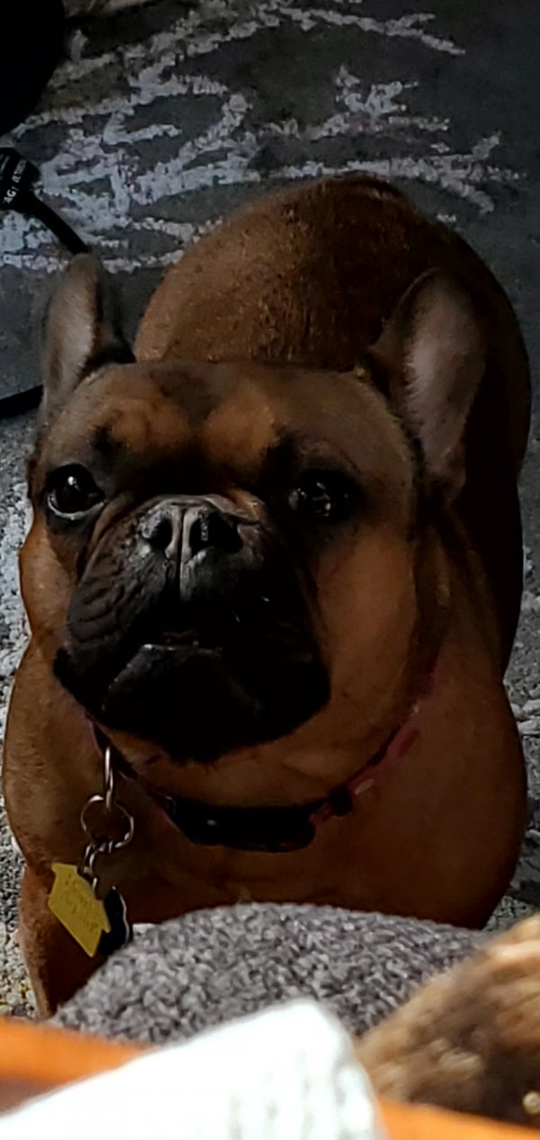 Stolen French Bulldog in Bandon, OR US