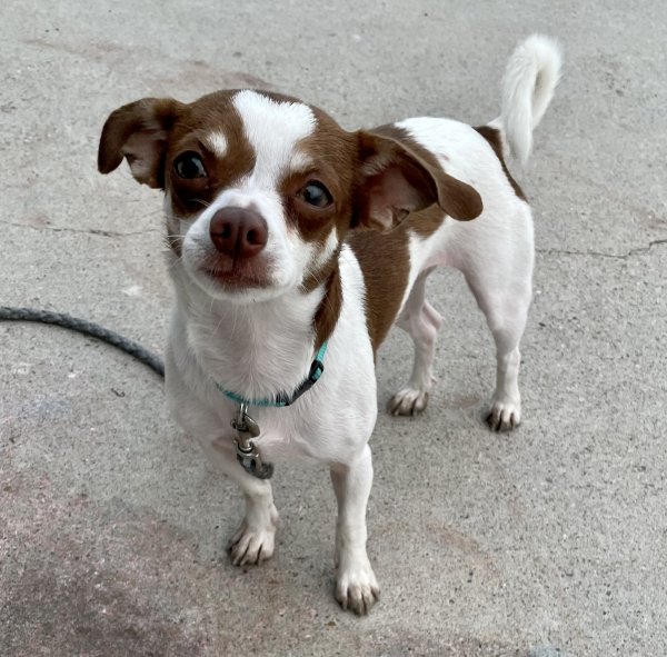 Safe Chihuahua in Corpus Christi, TX