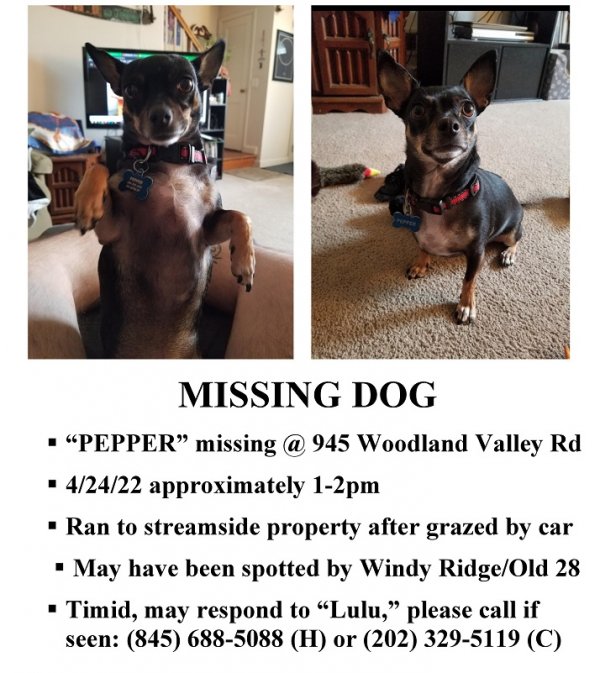 Lost Miniature Pinscher in Phoenicia, NY US