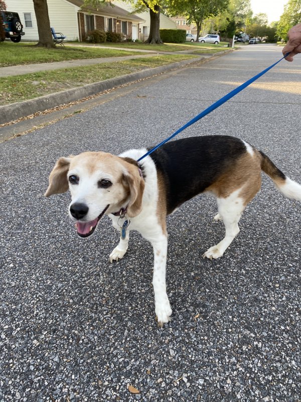 Safe Beagle in Virginia Beach, VA