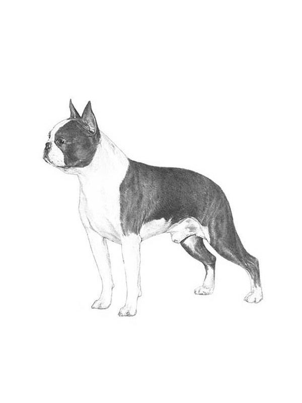 Lost Boston Terrier in Drasco, AR US