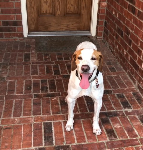 Safe English Setter in Plano, TX
