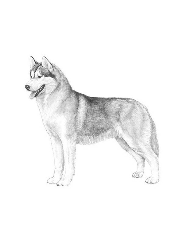 Lost Siberian Husky in Aberdeen, WA US