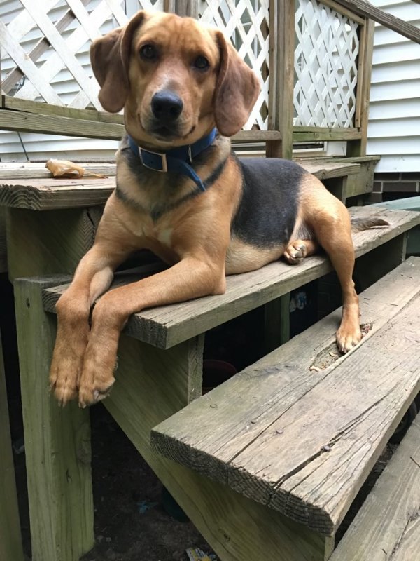 Safe Black and Tan Coonhound in Franklinton, NC