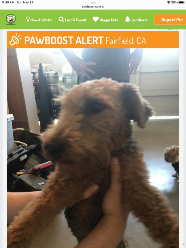 Safe Lakeland Terrier in Fairfield, CA