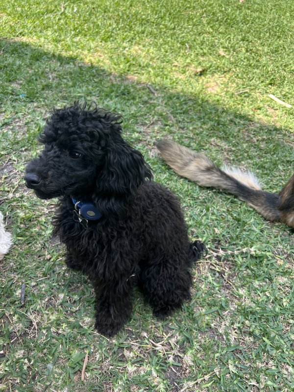 Lost Poodle in Houston, TX US