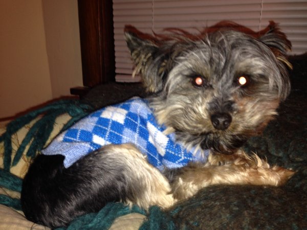 Lost Yorkshire Terrier in Chicago, IL US