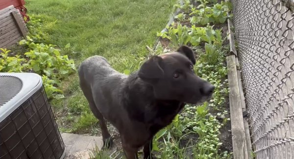 Safe Labrador Retriever in Chicago, IL