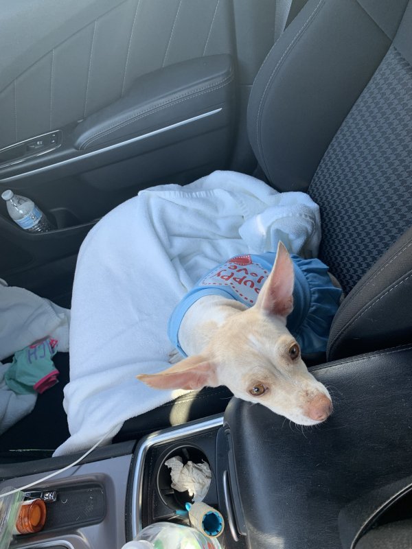 Lost Chihuahua in San Diego, CA US