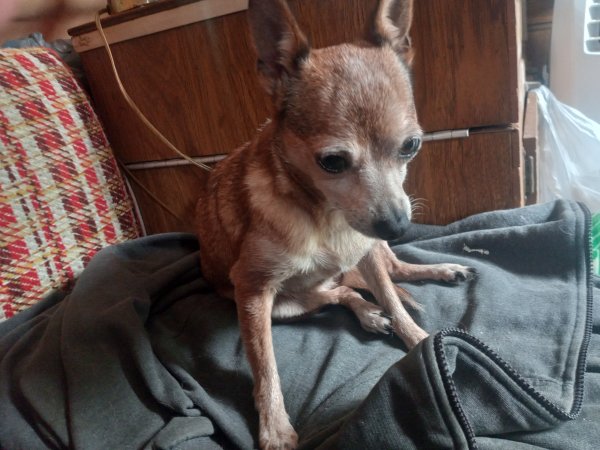 Found Chihuahua in Melbourne, FL US