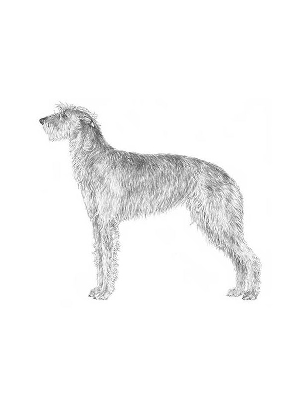 Lost Scottish Deerhound in Julian, CA US
