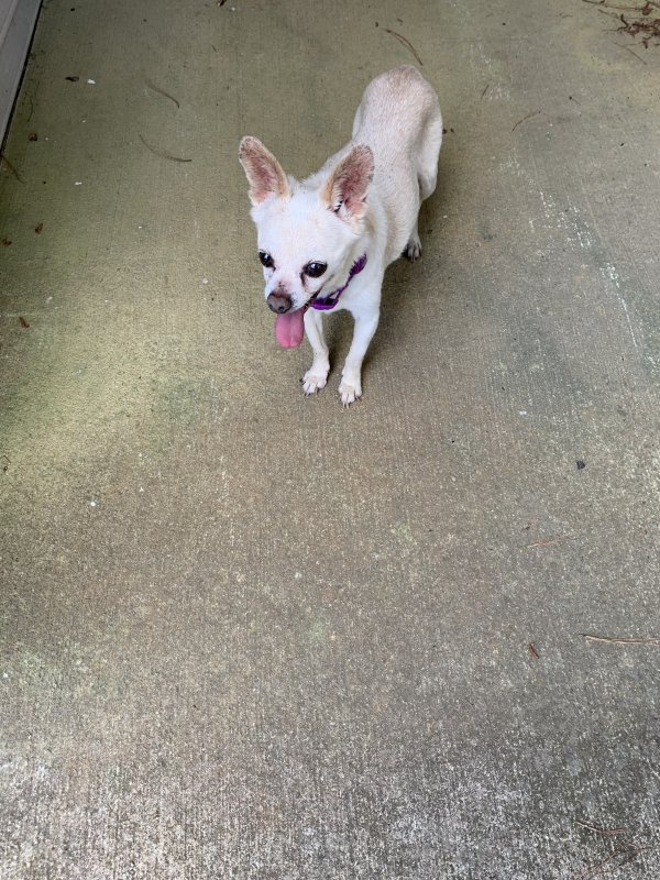 Safe Chihuahua in Hampton, GA