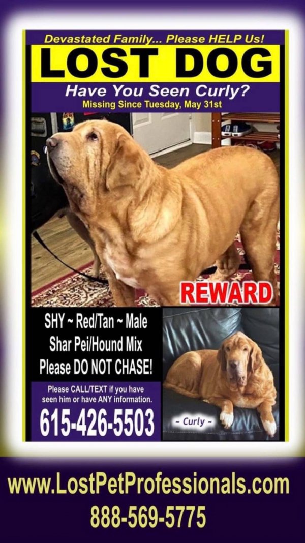 Safe Chinese SharPei in Fairview, TN