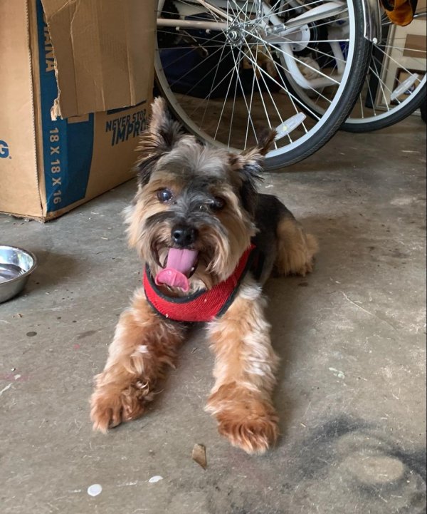 Safe Yorkshire Terrier in Lithonia, GA