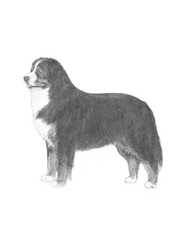 Lost Bernese Mountain Dog in Sugar Grove, OH US