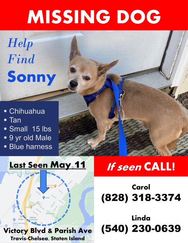 Lost Chihuahua in Staten Island, NY US