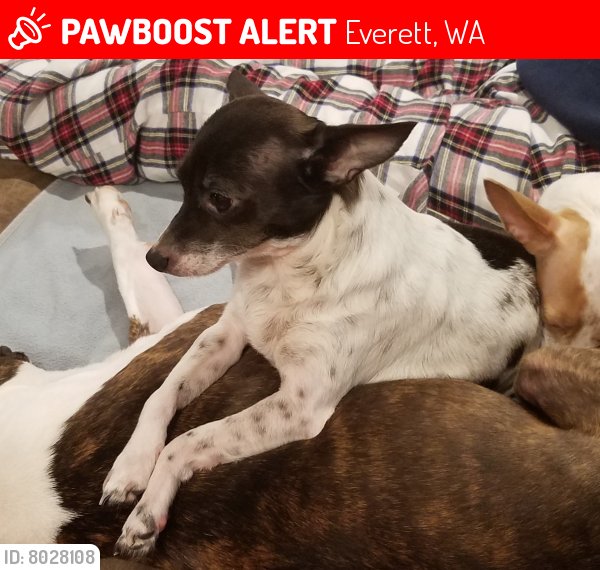 Lost Chihuahua in Everett, WA US