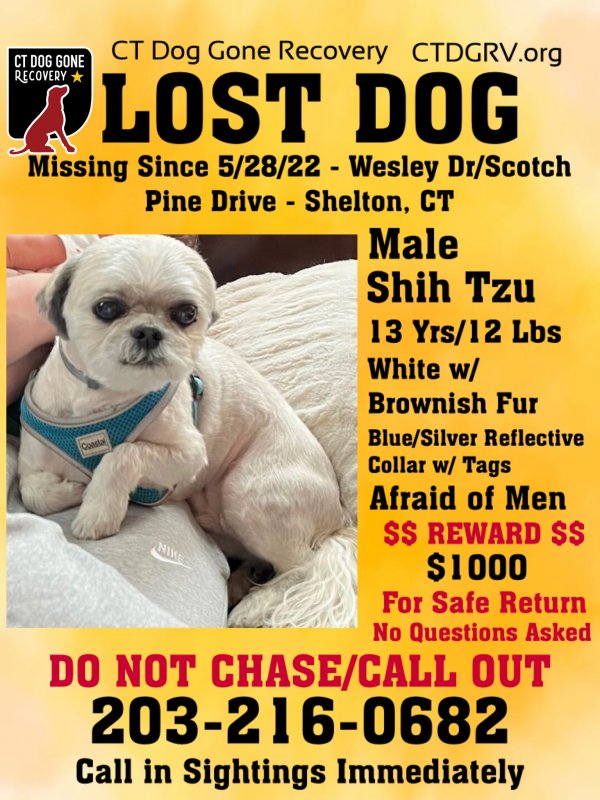 Lost Shih Tzu in Shelton, CT US