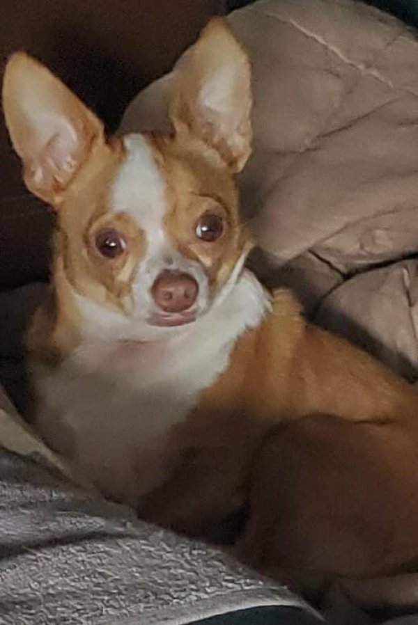 Safe Chihuahua in Livingston, TX