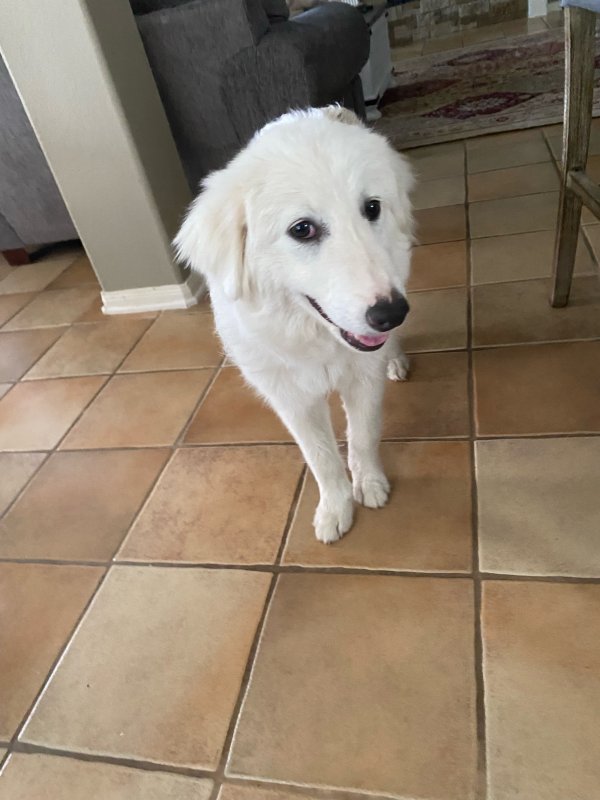 Safe Great Pyrenees in Cypress, TX