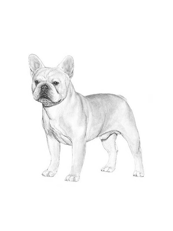 Lost French Bulldog in Altadena, CA US