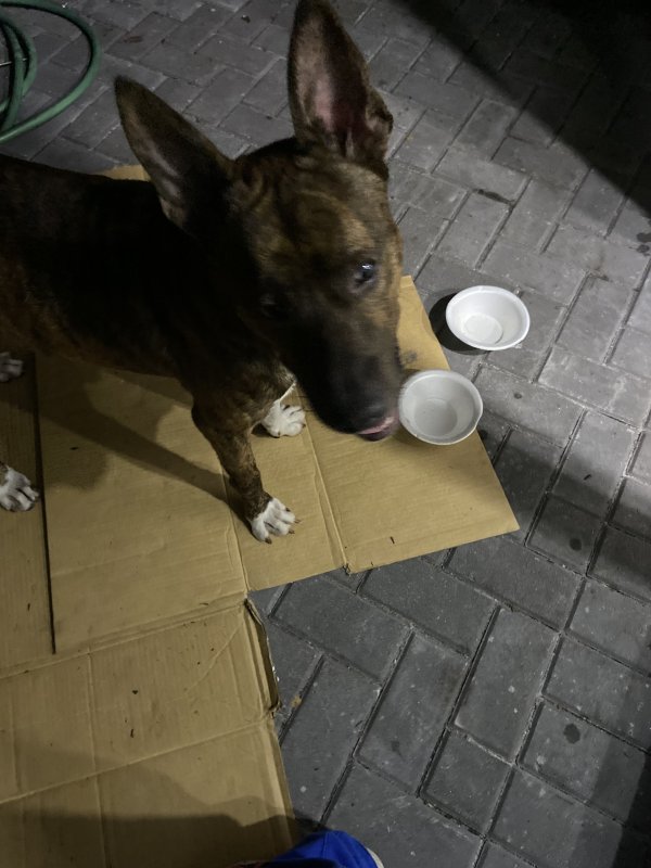 Found Dog in Pompano Beach, FL US