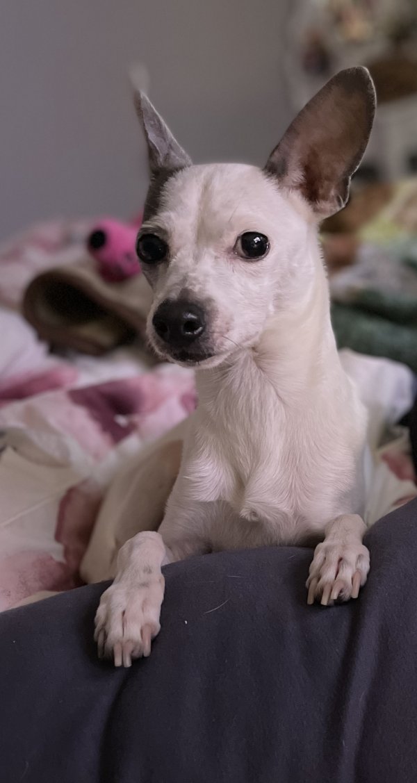 Lost Chihuahua in West Covina, CA US