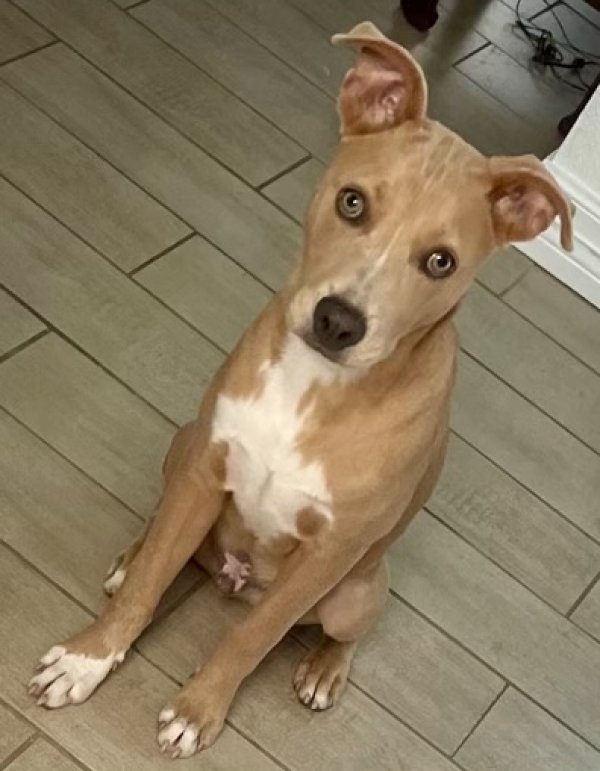 Safe Pit Bull in League City, TX