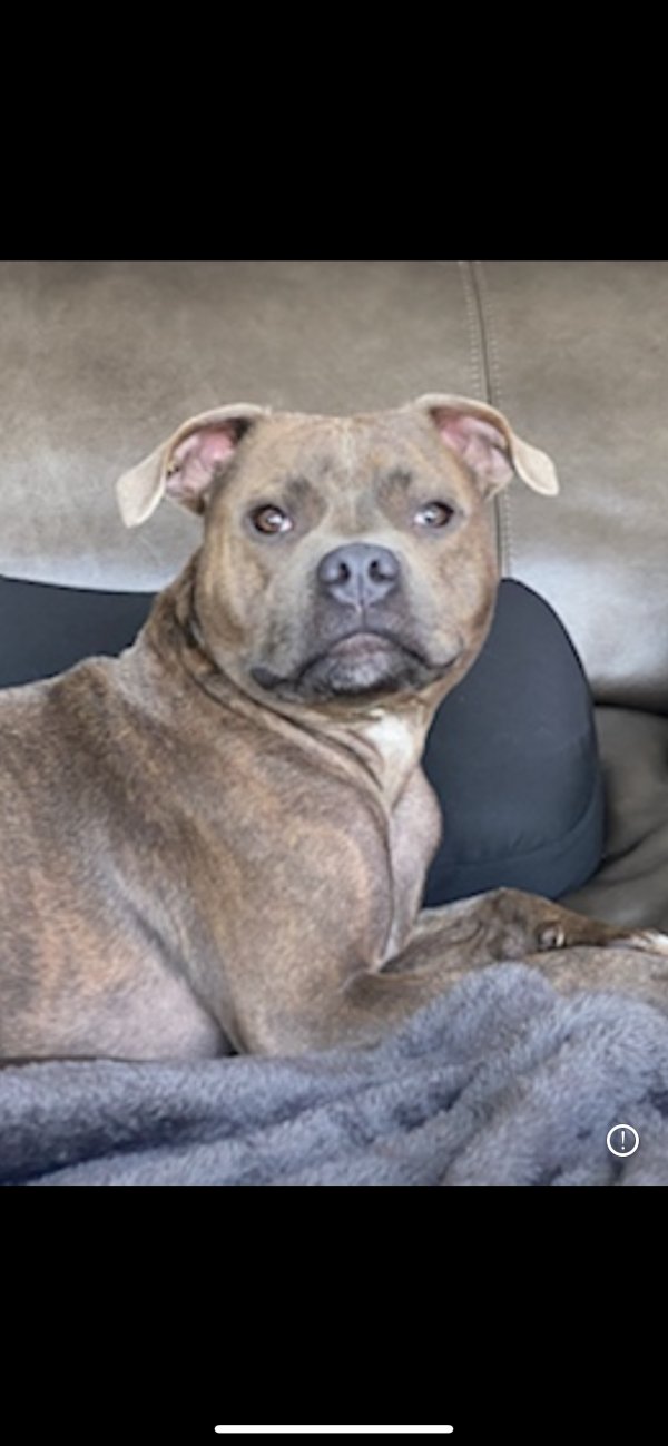 Lost Staffordshire Bull Terrier in Long Beach, CA US