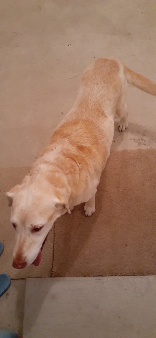 Safe Labrador Retriever in Beulah, MI