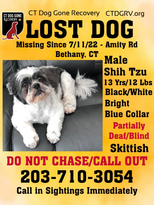 Lost Shih Tzu in Bethany, CT US