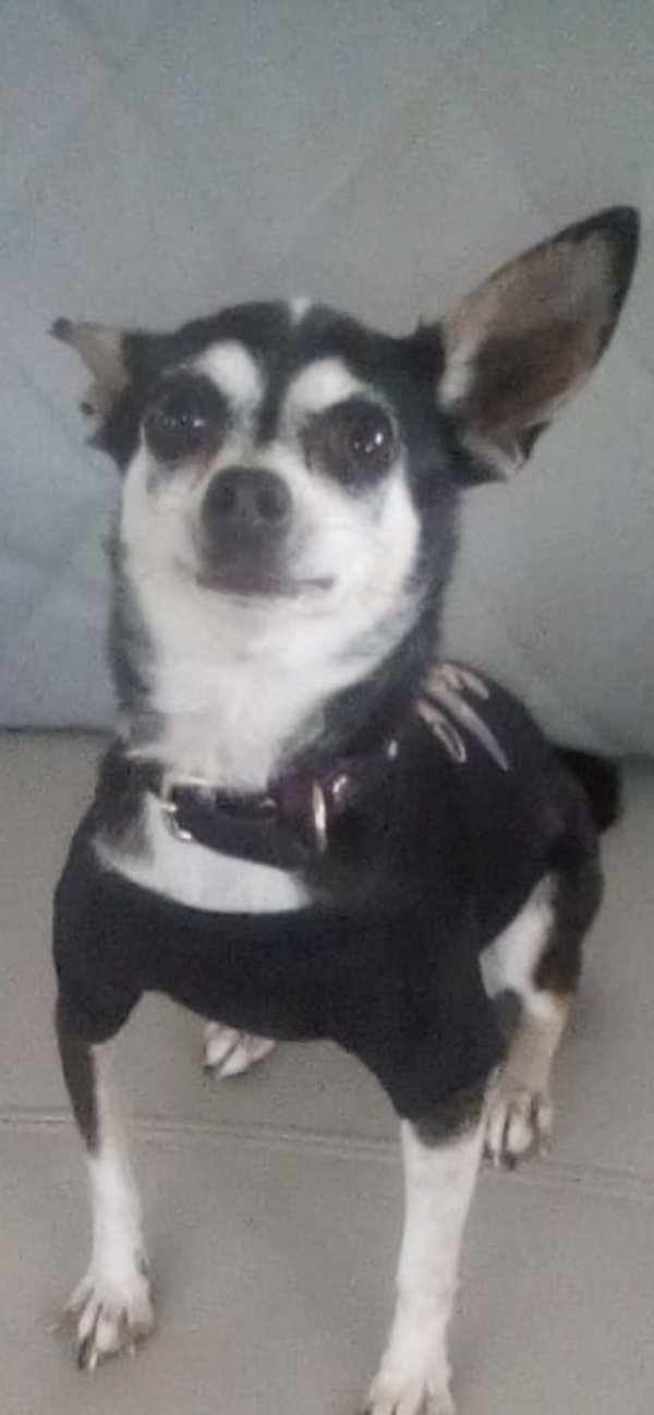 Safe Chihuahua in Orlando, FL