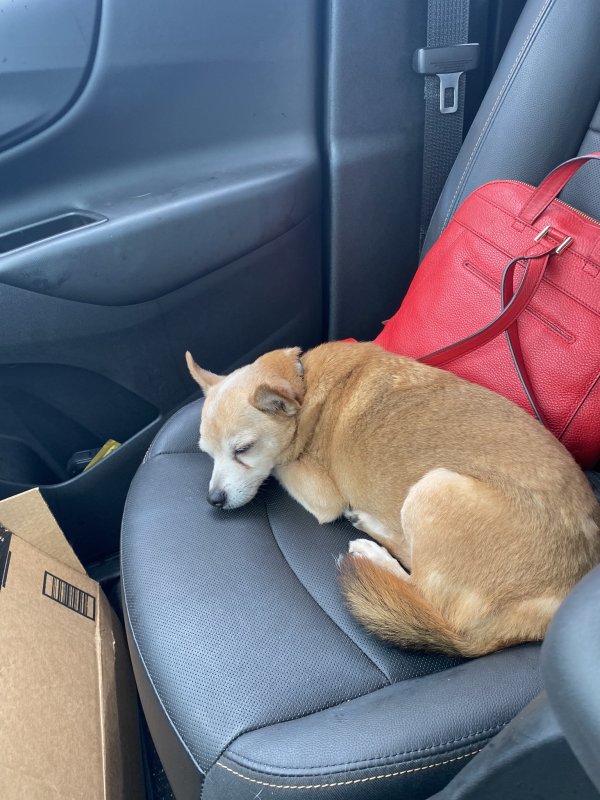 Safe Chihuahua in Southfield, MI