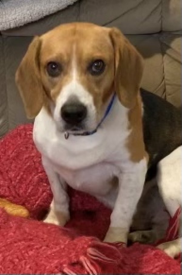 Safe Beagle in Ethel, LA