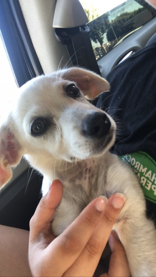 Safe Chihuahua in Long Beach, CA