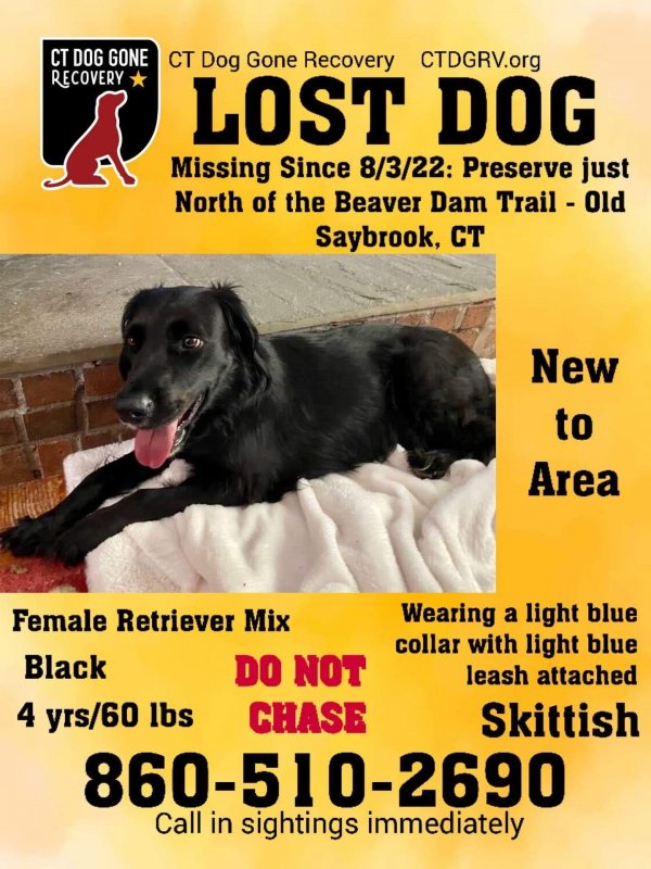 Safe Labrador Retriever in Old Saybrook, CT US