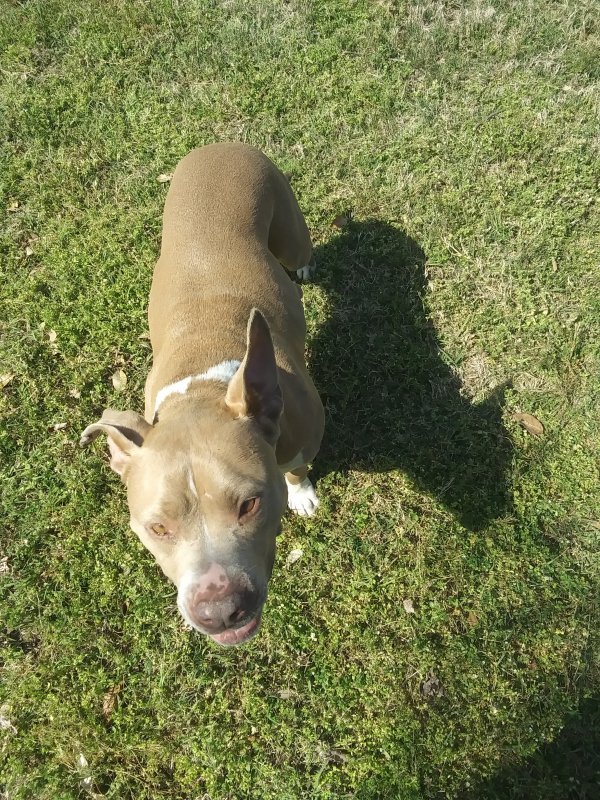 Safe Pit Bull in West Columbia, SC