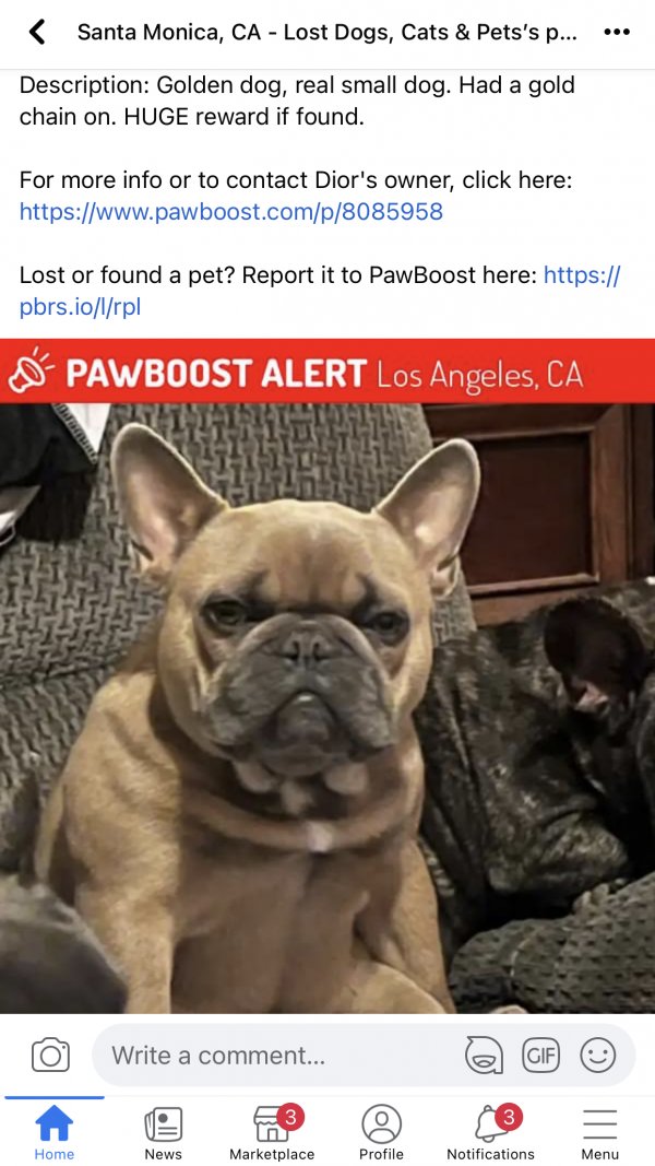 Stolen French Bulldog in Los Angeles, CA US