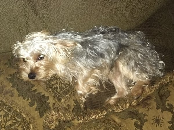 Lost Yorkshire Terrier in San Diego, CA US