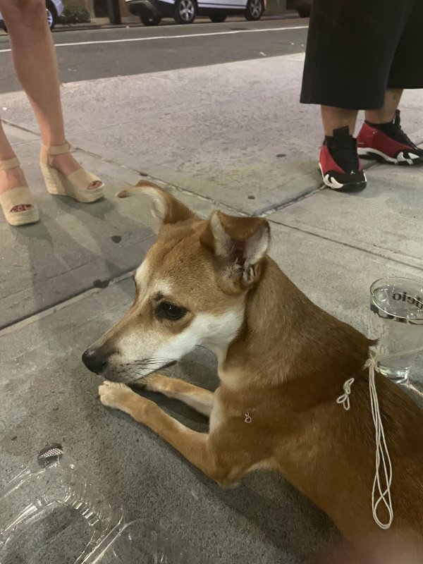 Found Mutt in New York, NY US