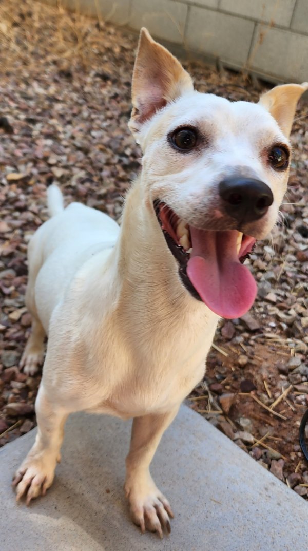 Safe Chihuahua in Phoenix, AZ
