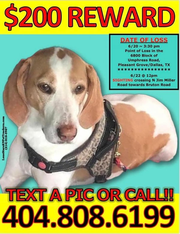Safe Beagle in Dallas, TX