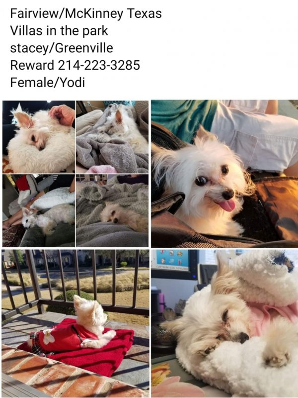 Safe Chihuahua in McKinney, TX